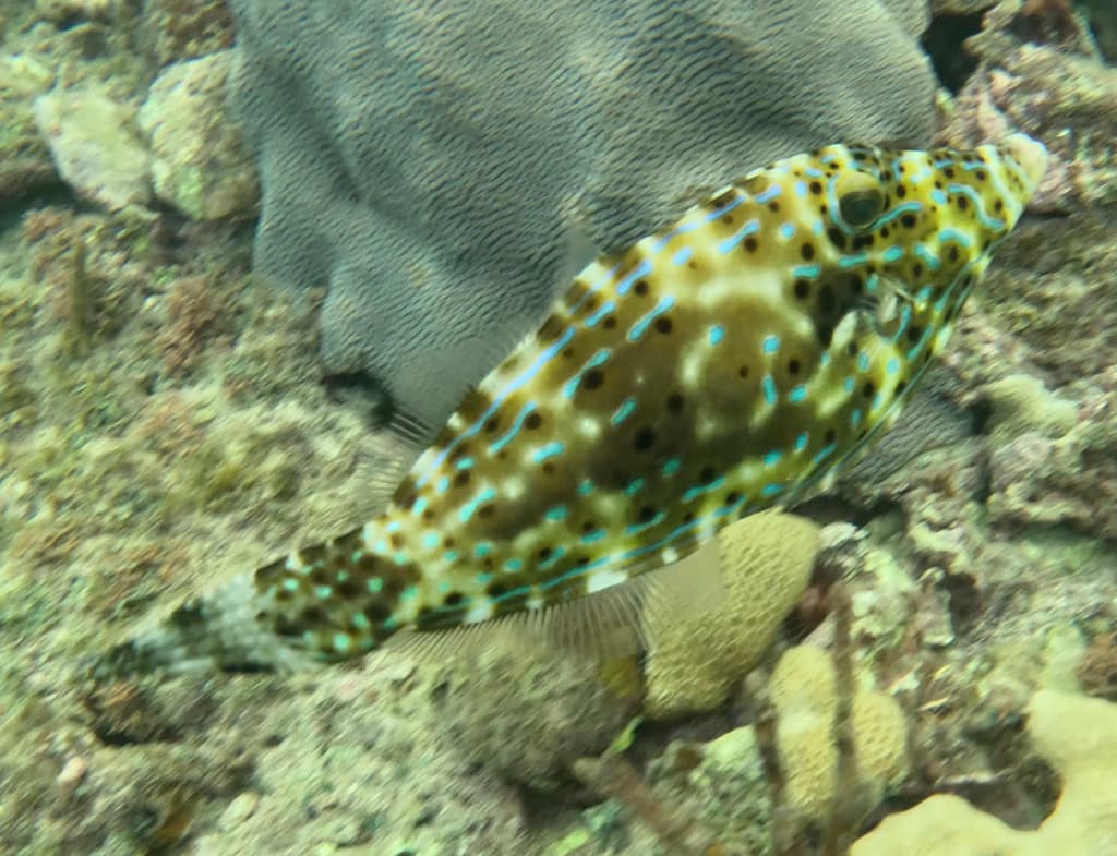 Scribbled Filefish in a marine aquarium