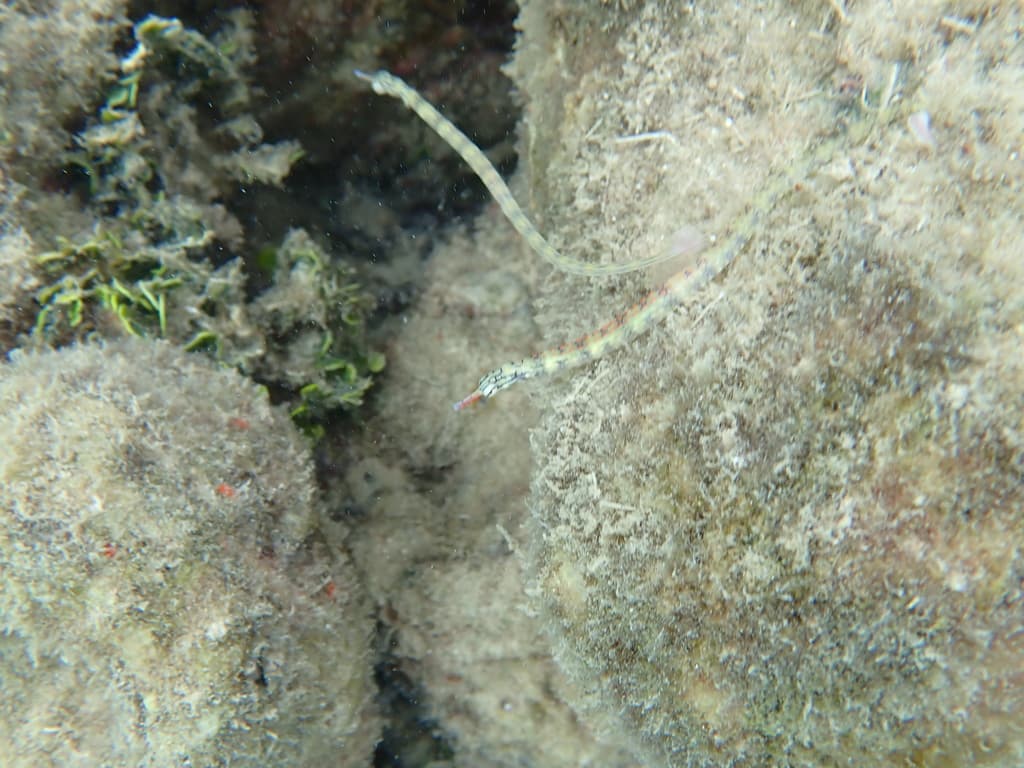 Scribbled Pipefish in a marine aquarium