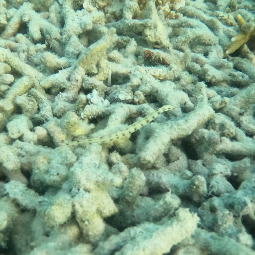 Scribbled Pipefish in a marine aquarium