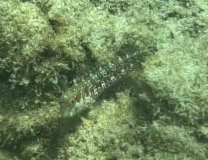 Seaweed Blenny in a marine aquarium