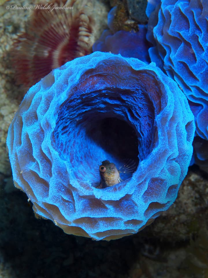 Seaweed Blenny in a marine aquarium