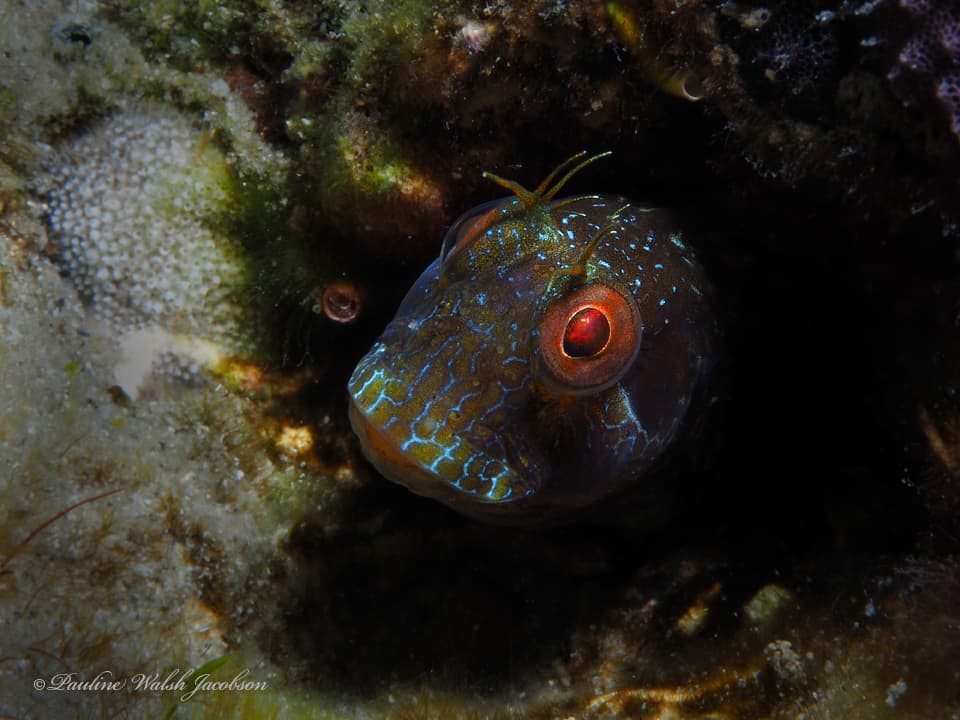 Seaweed Blenny on algae-covered rock