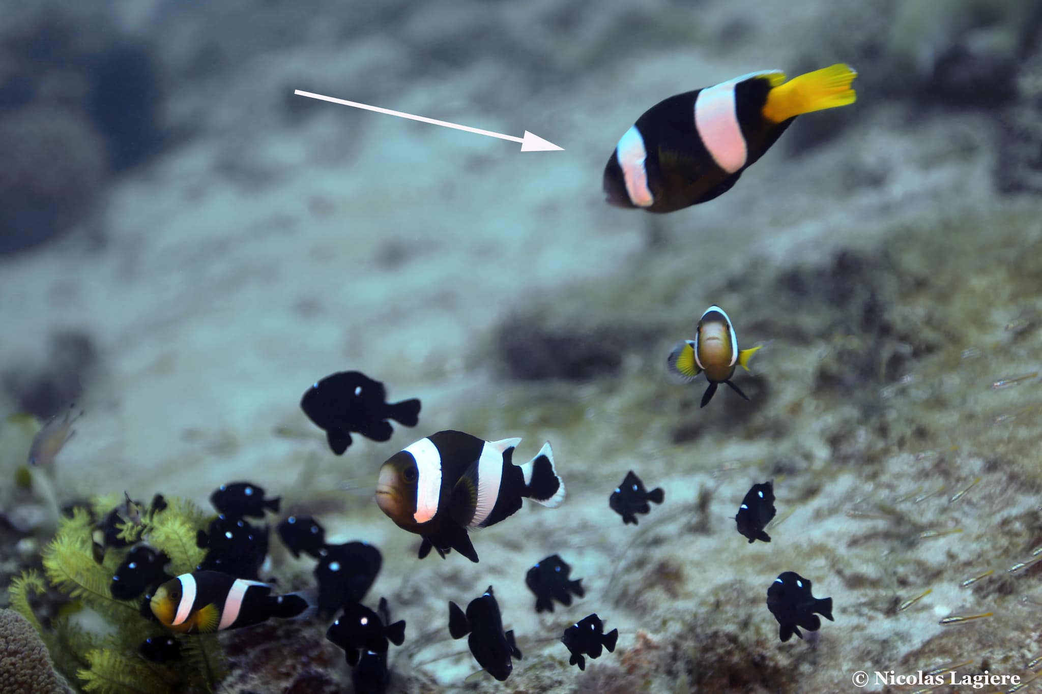 Sebae Clownfish in a marine aquarium