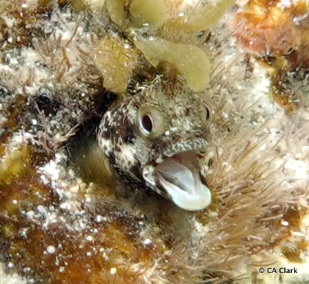Secretary Blenny in a marine aquarium
