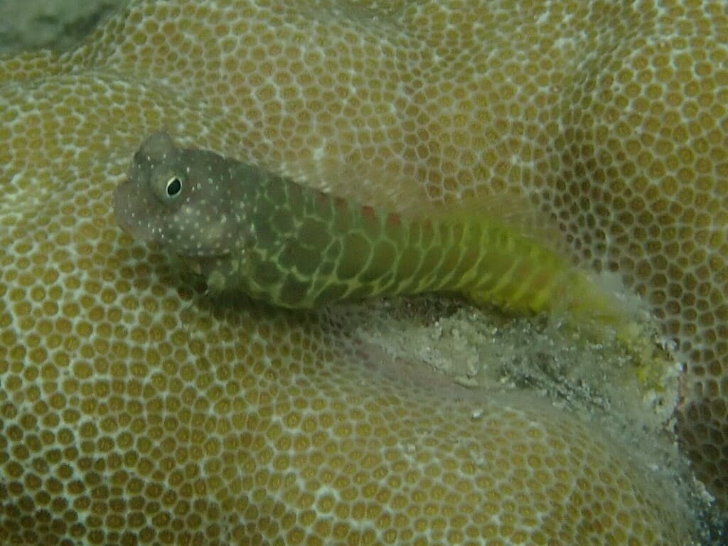 Segmented Sailfin Blenny in a marine aquarium