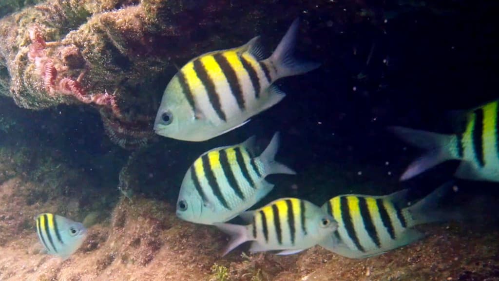 Sergeant Major in a marine aquarium