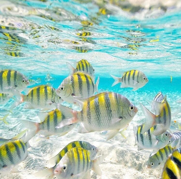 Sergeant Major in a marine aquarium