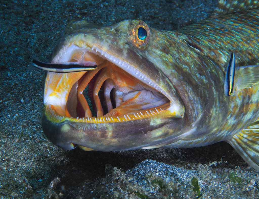Sharknose Goby in a marine aquarium