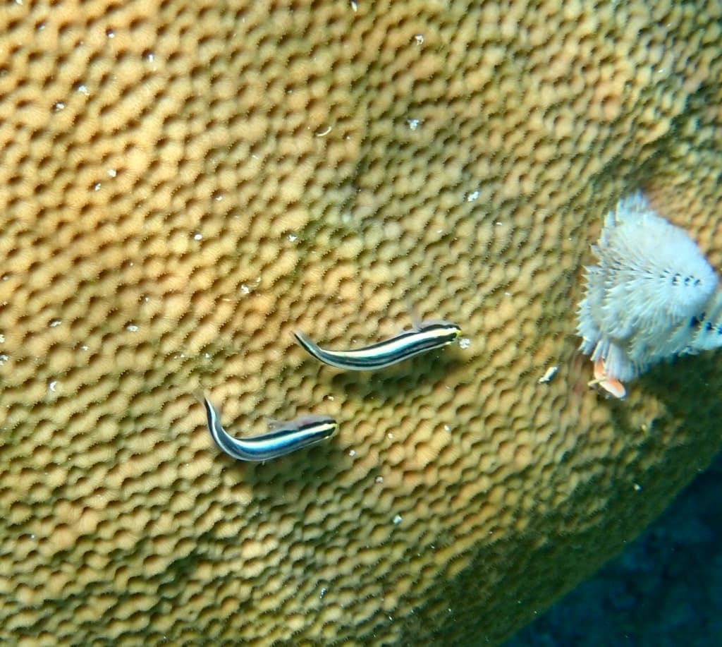Sharknose Goby in a marine aquarium