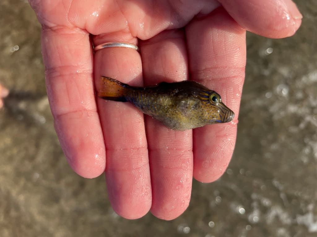 Sharpnose Puffer in a marine aquarium