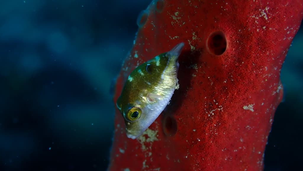 Sharpnose Puffer in a marine aquarium