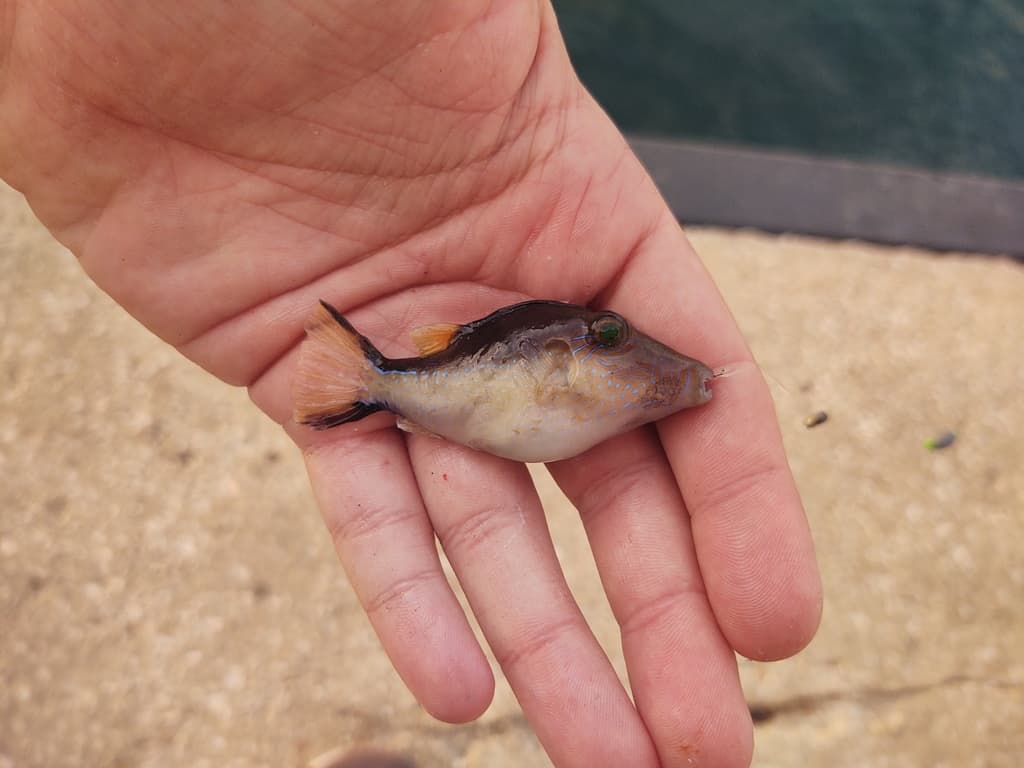 Sharpnose Puffer in a marine aquarium