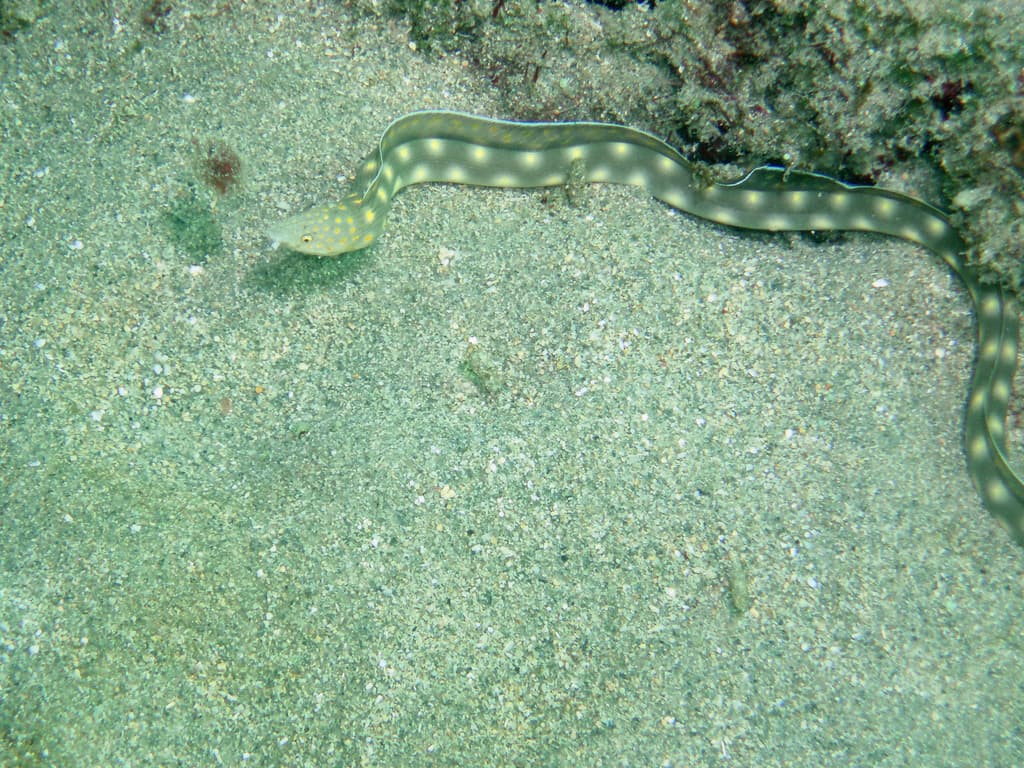 Sharptail Eel in a marine aquarium
