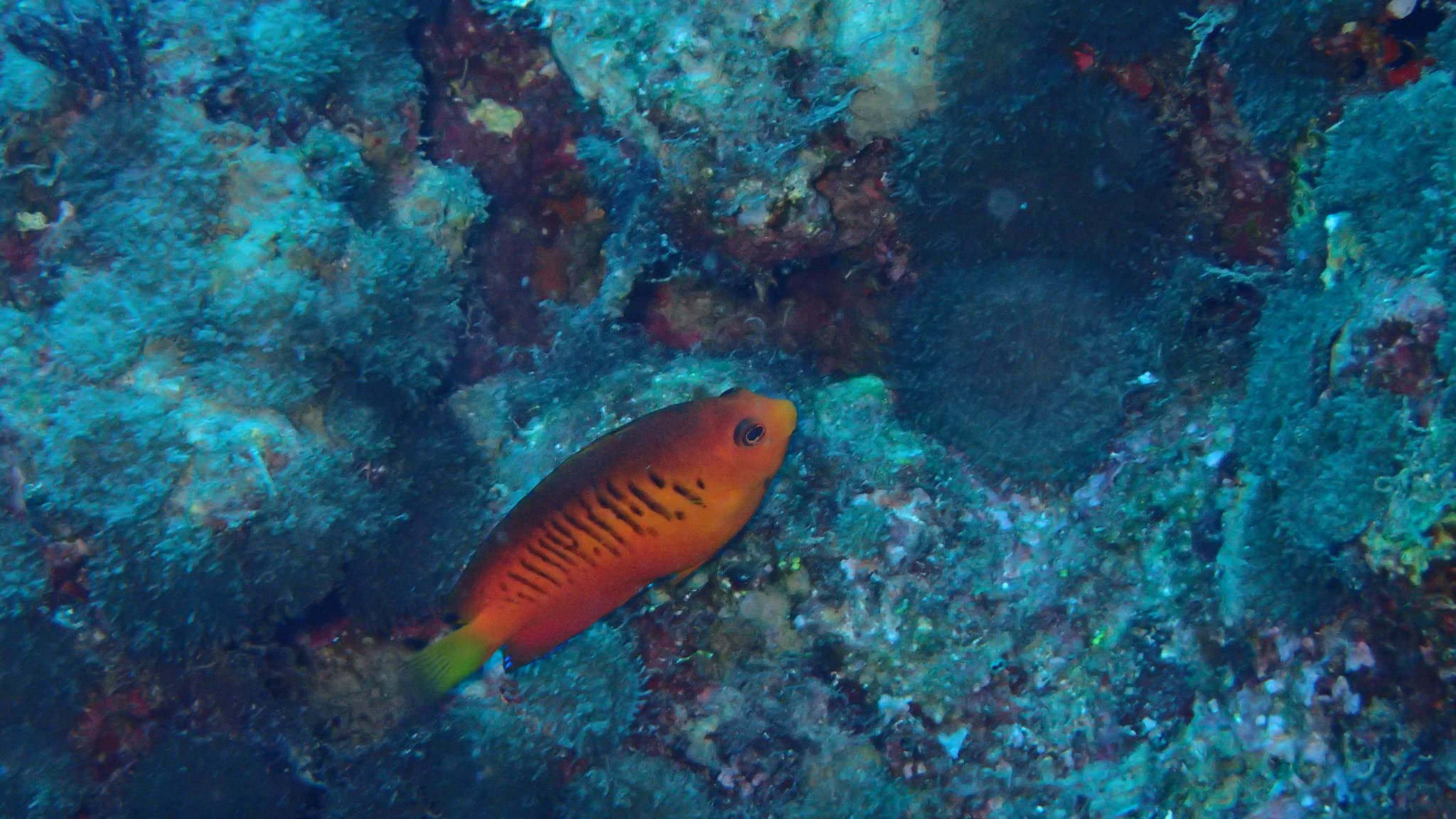 Shepard's Angelfish in a marine aquarium
