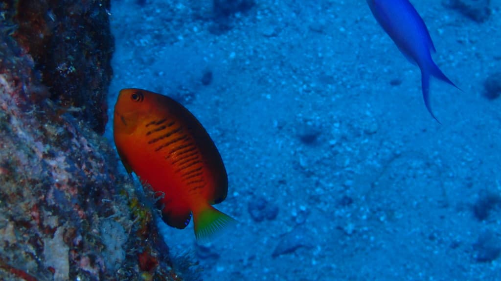 Shepard's Angelfish in a marine aquarium