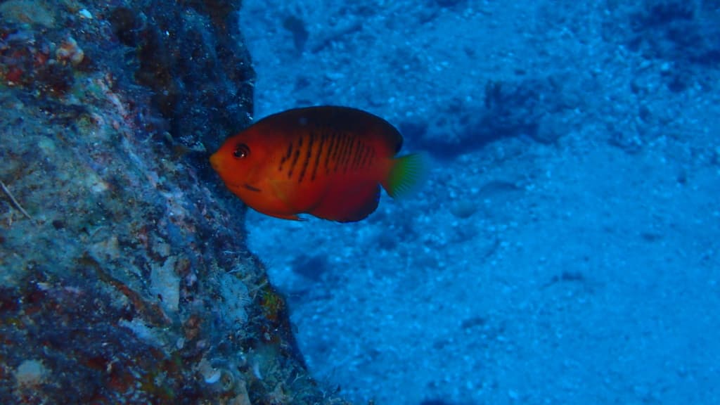 Shepard's Angelfish in a marine aquarium