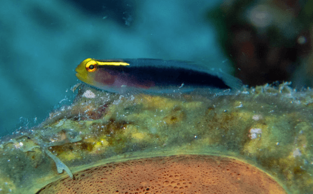 Shortstripe Goby in a marine aquarium