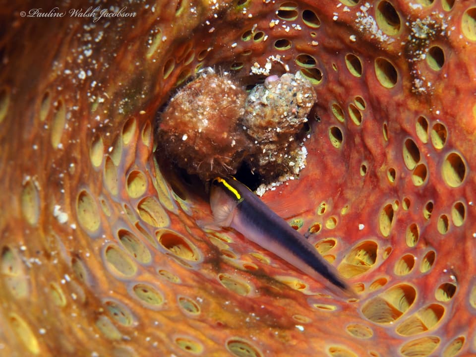 Shortstripe Goby in a marine aquarium