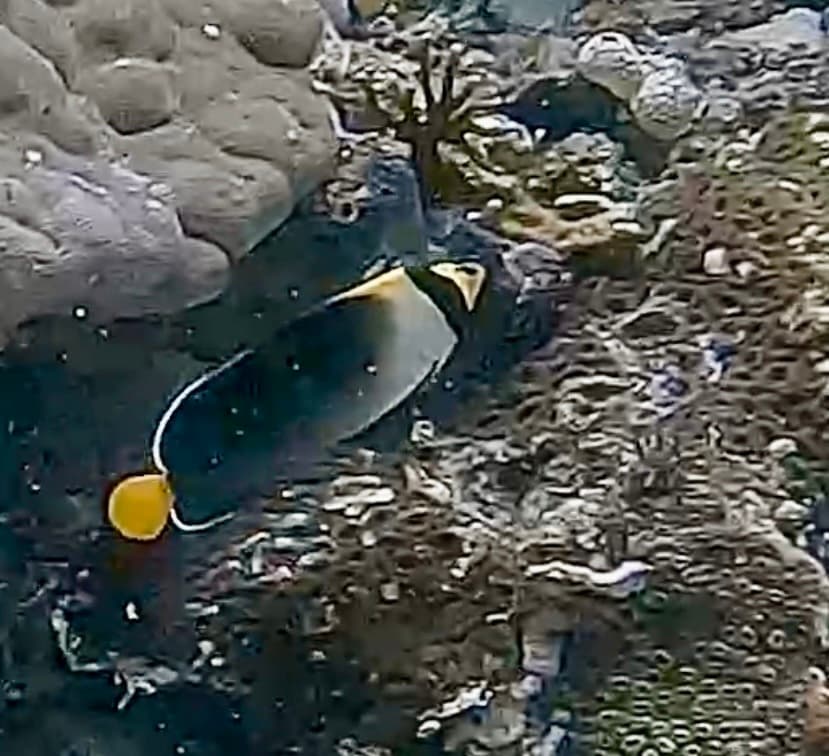 Singapore Angel in a marine aquarium