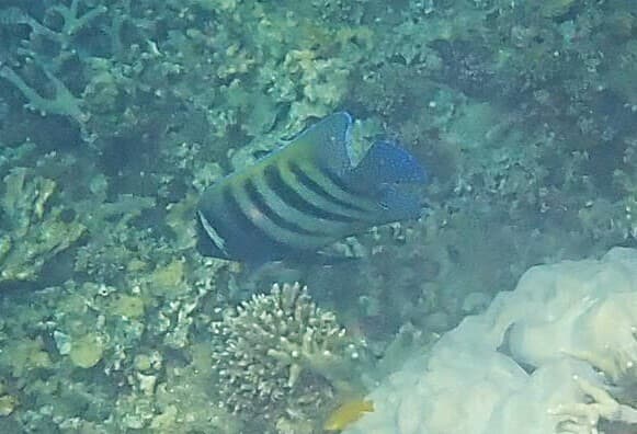 Six Banded Angelfish in a marine aquarium