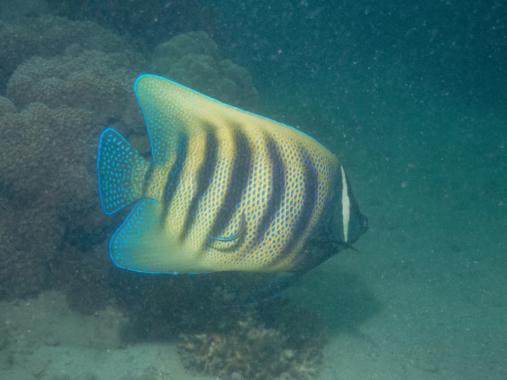 Six Banded Angelfish in a marine aquarium