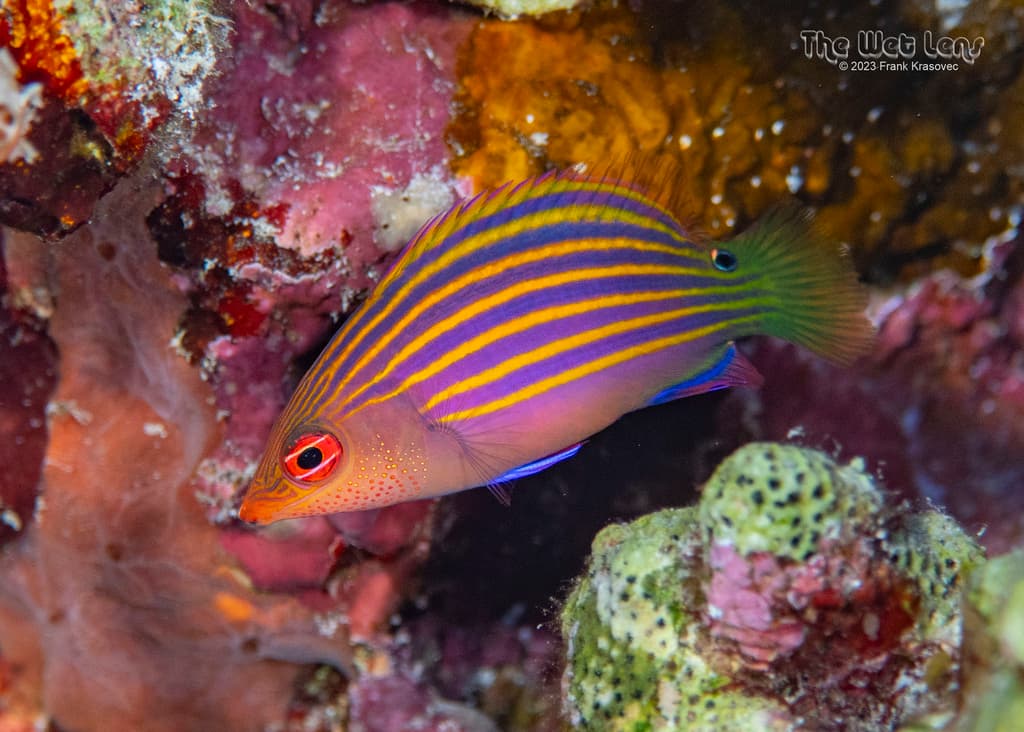 Six Line Wrasse displaying six purple lines