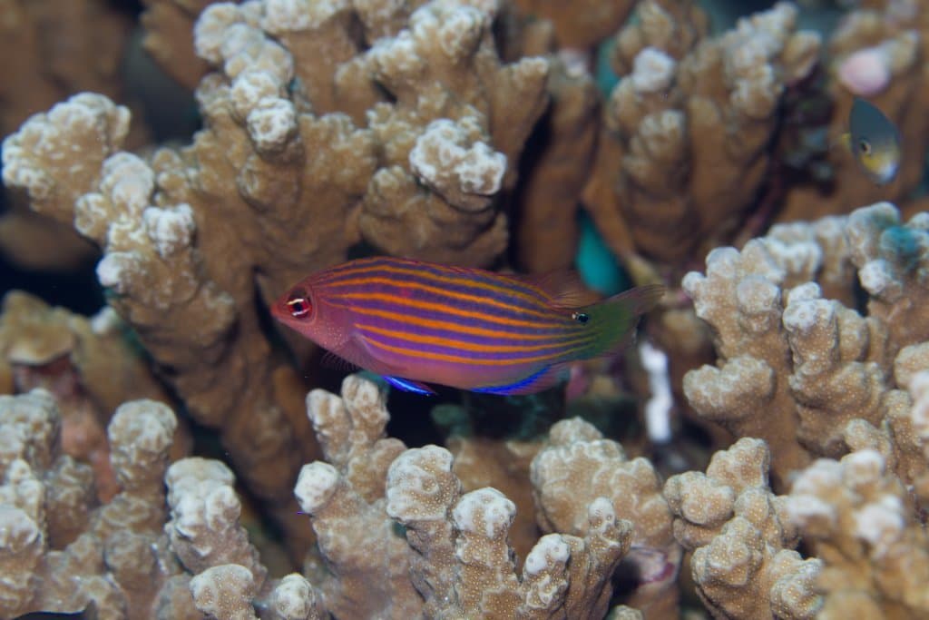 Six Line Wrasse in reef aquarium