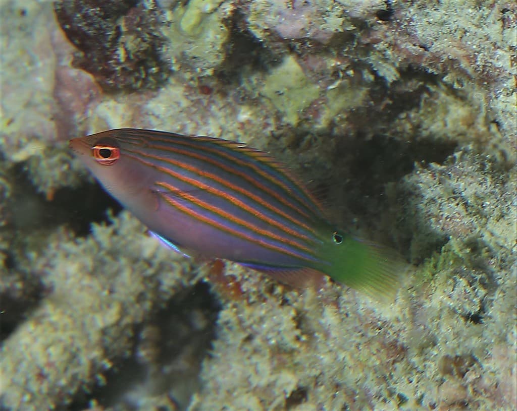 Wrasses