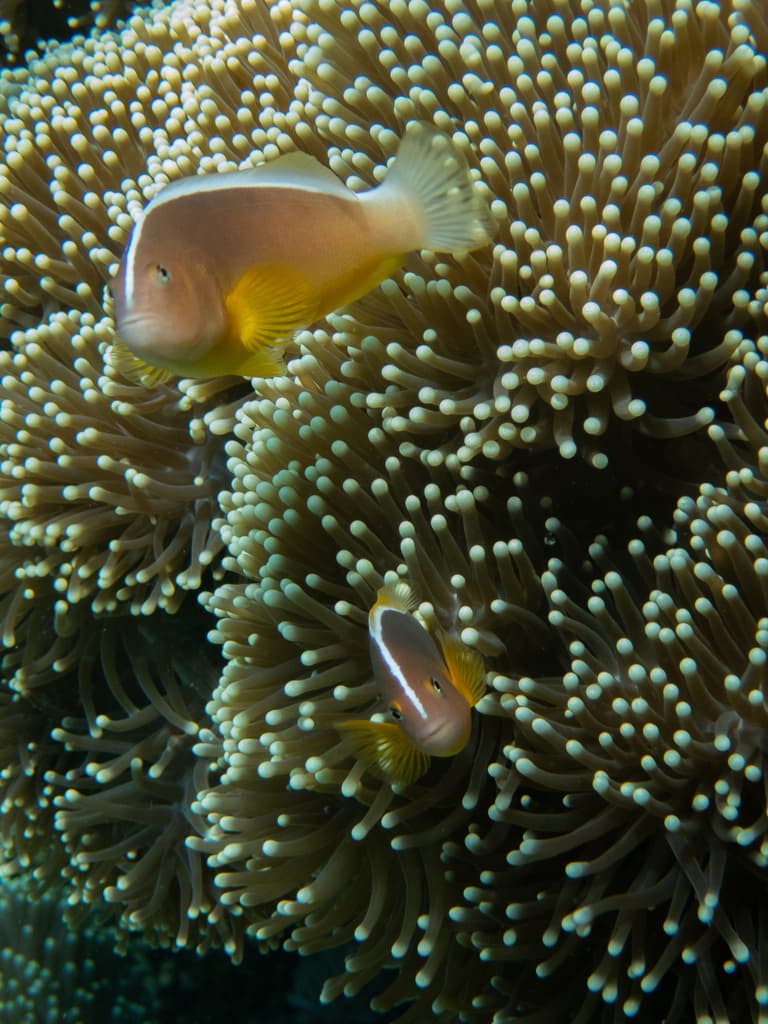 Skunk Clownfish in a marine aquarium