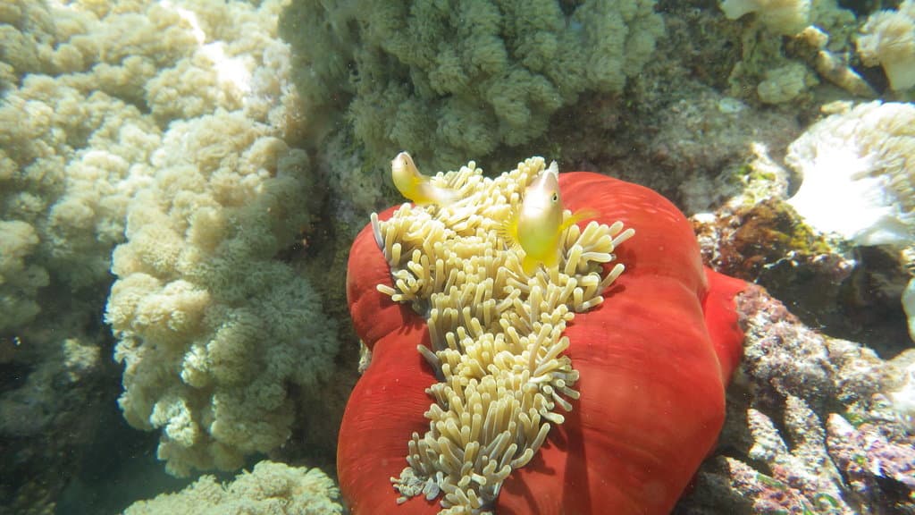 Skunk Clownfish in a marine aquarium