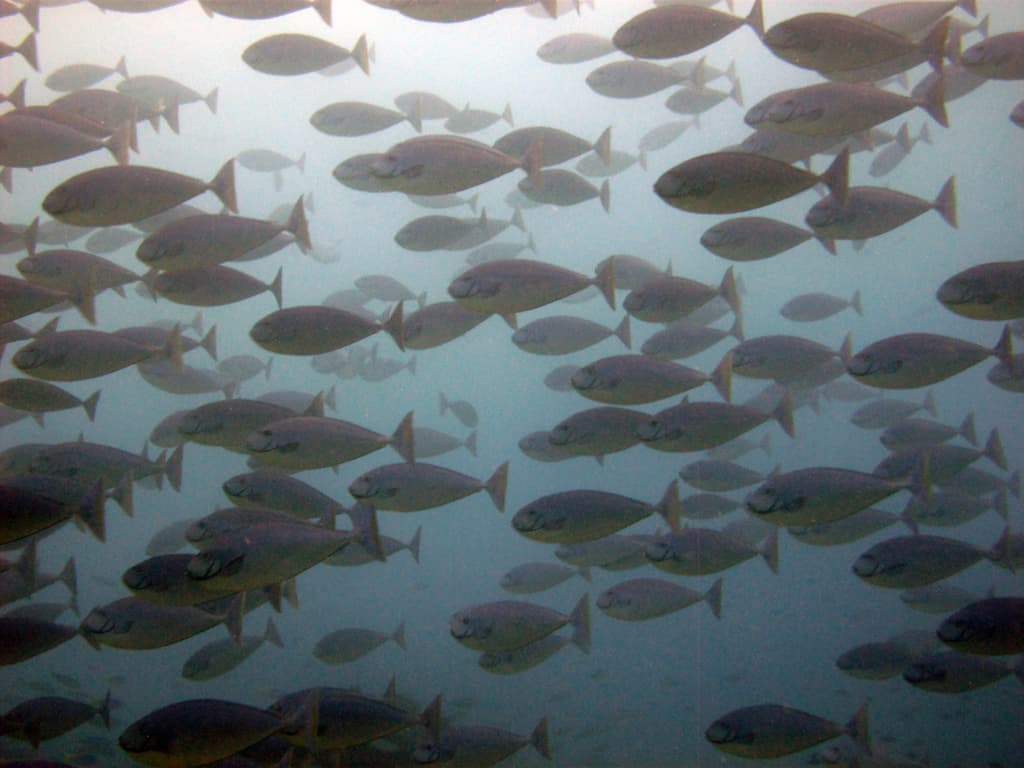 Sleek Unicornfish in a marine aquarium