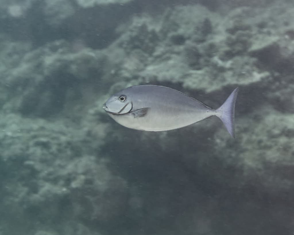 Sleek Unicornfish in a marine aquarium