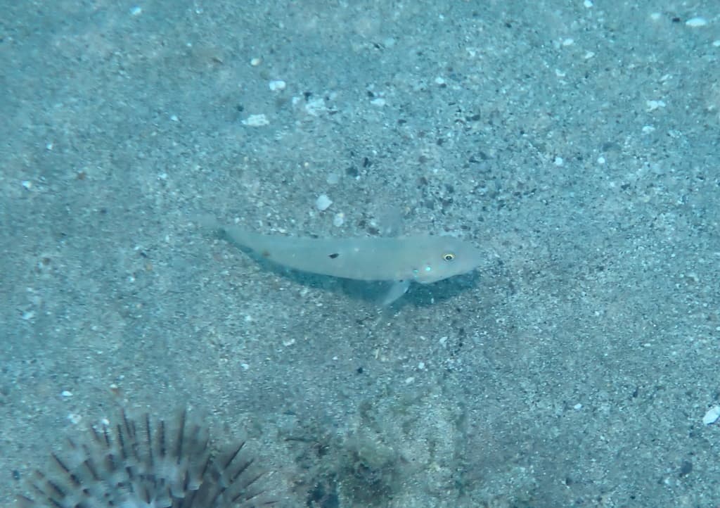 Sleeper Blue Dot Goby in a marine aquarium