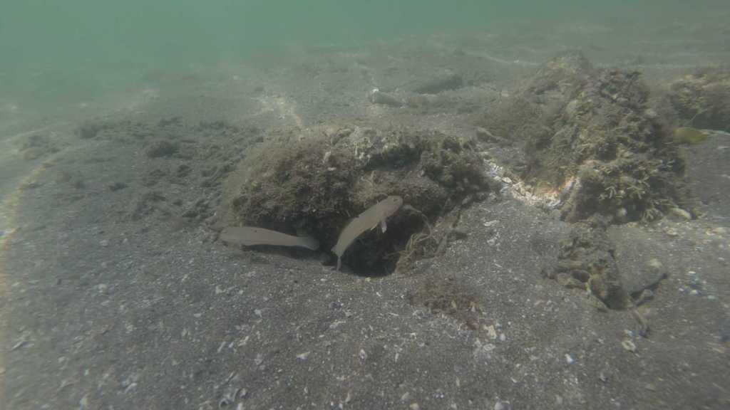 Sleeper Blue Dot Goby in a marine aquarium