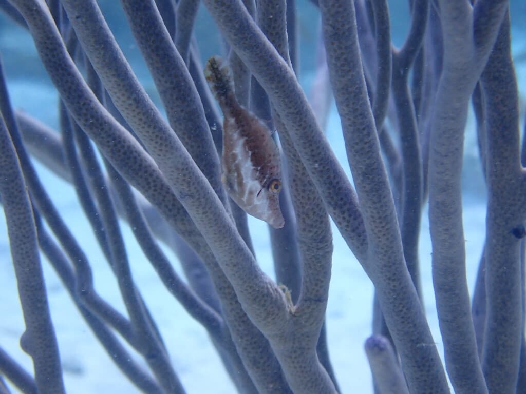 Slender Filefish in a marine aquarium