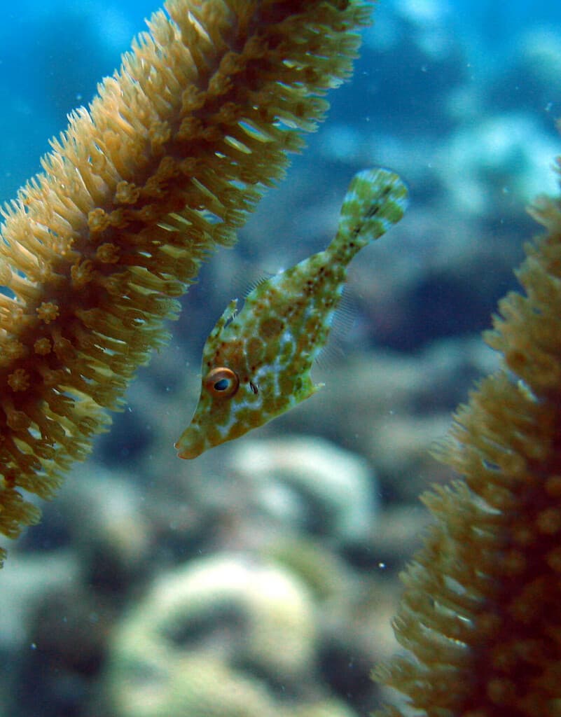 Slender Filefish in a marine aquarium