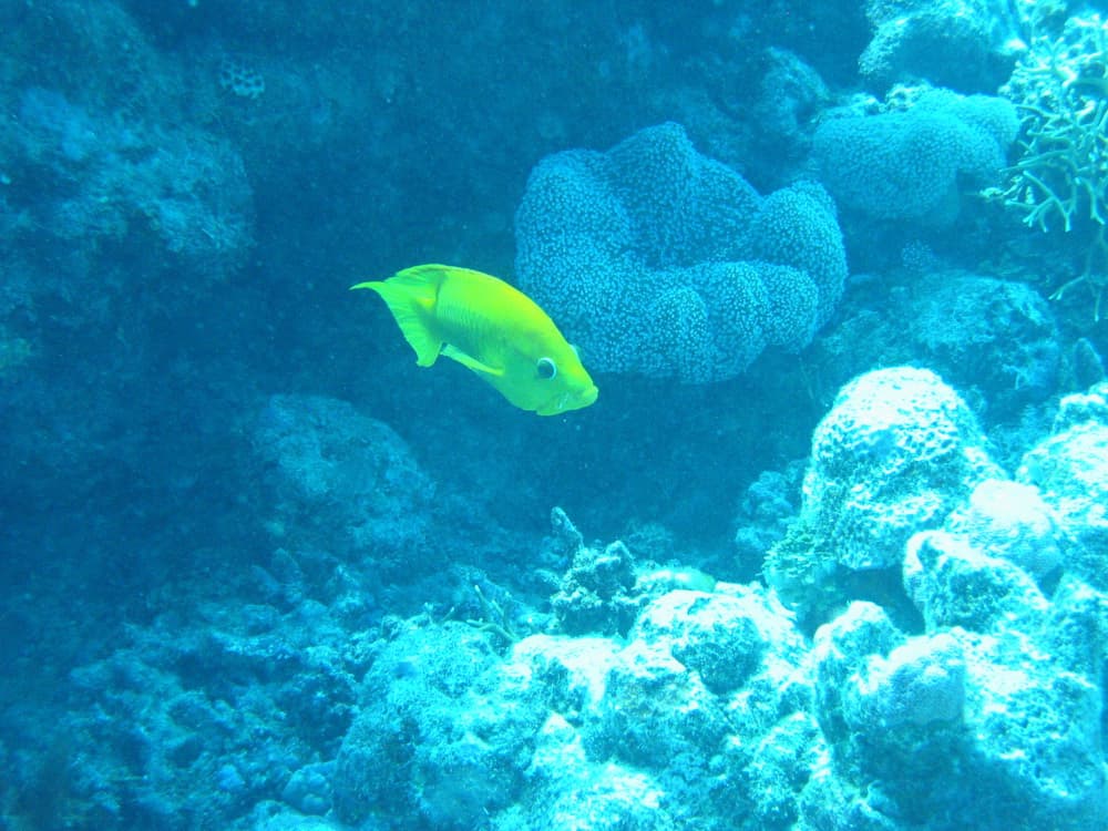 Slingjaw Wrasse in a marine aquarium