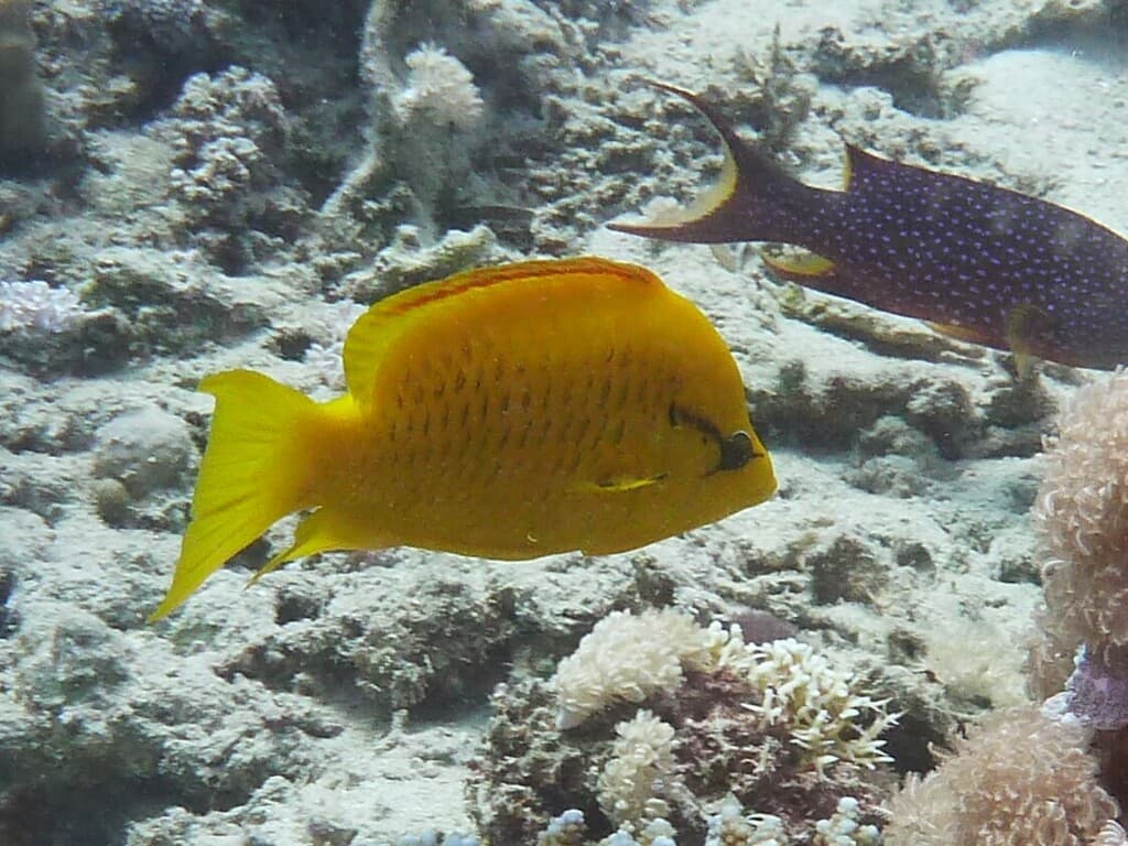 Slingjaw Wrasse in a marine aquarium