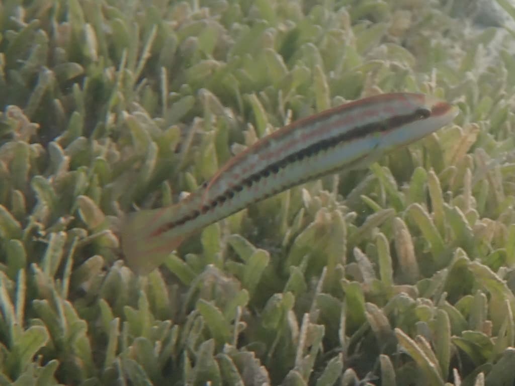 Slippery Dick in a marine aquarium