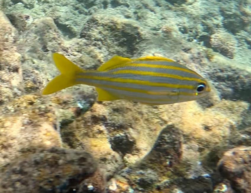 Smallmouth Grunt in a marine aquarium