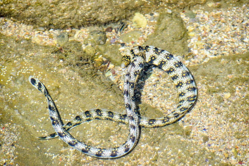 Snowflake Moray Eel showing distinctive white and black patterning