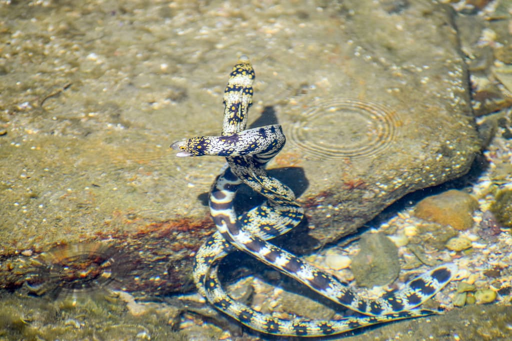 Snowflake Moray Eel coiled among rocks