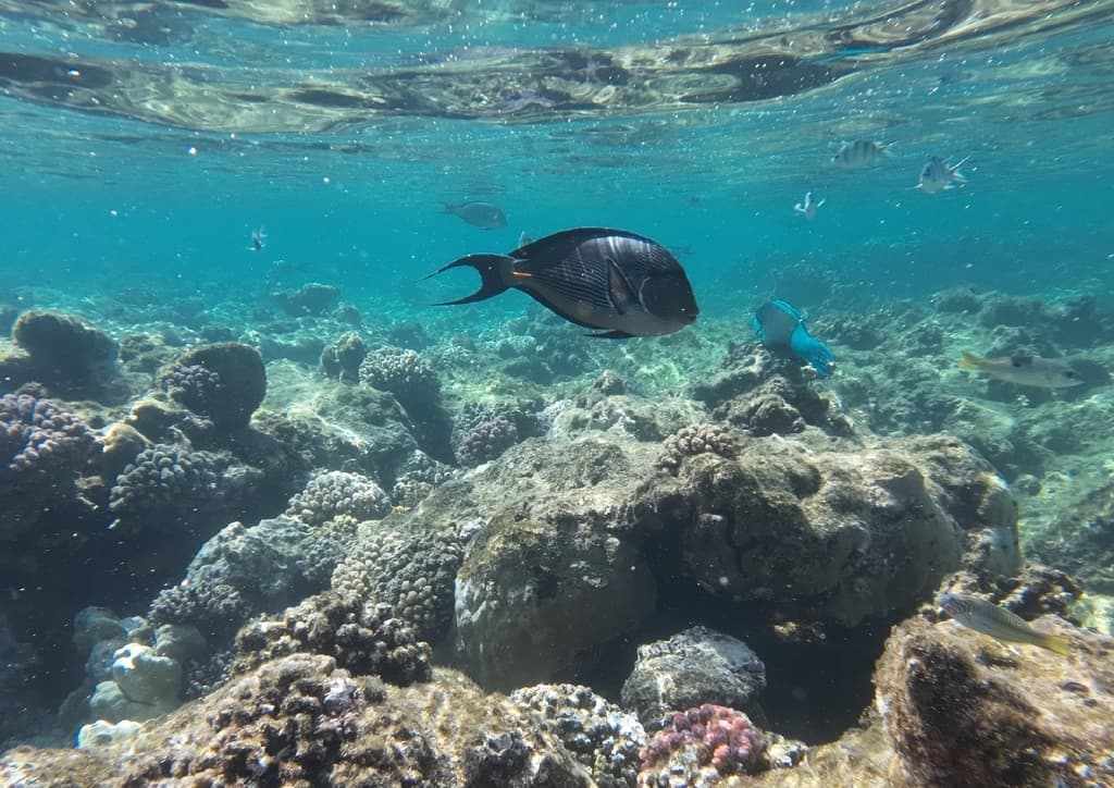Sohal Tang in a marine aquarium