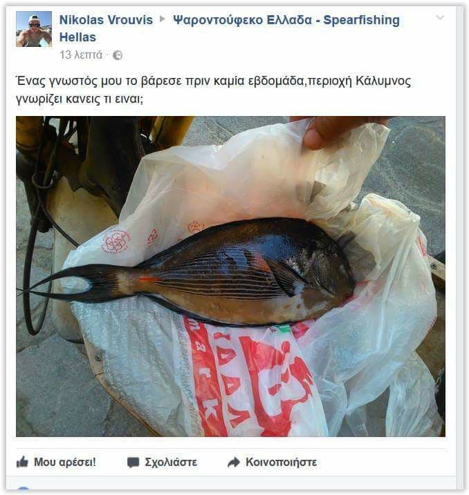 Sohal Tang in a marine aquarium