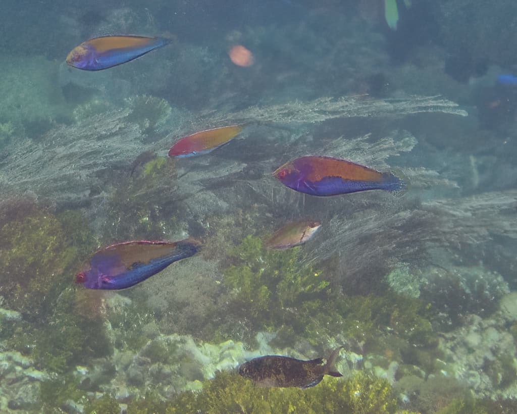 Solar Fairy Wrasse male displaying colors