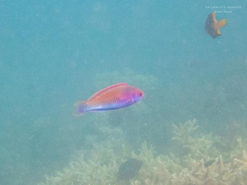 Solar Fairy Wrasse in reef aquarium