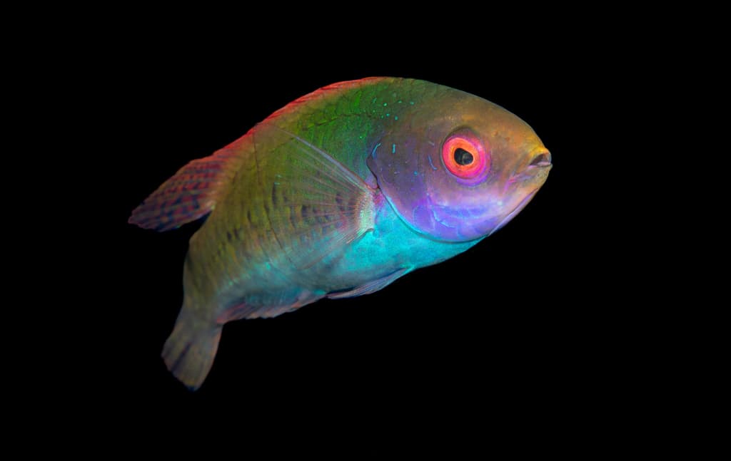 Fairy & Flasher Wrasses