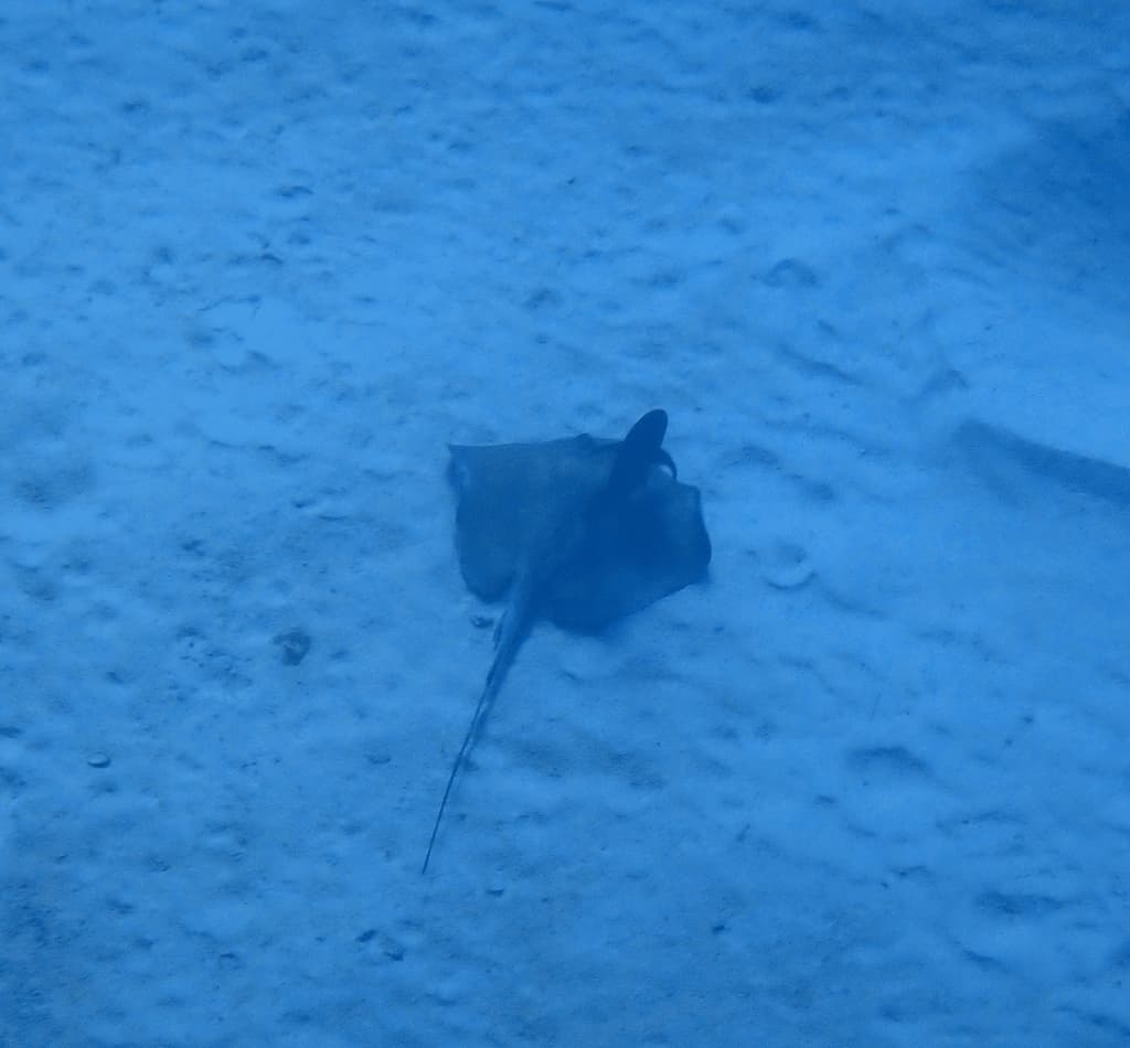Southern Stingray in a marine aquarium