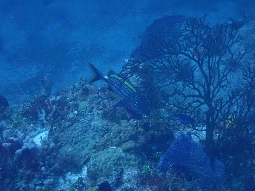 Spanish Grunt in a marine aquarium