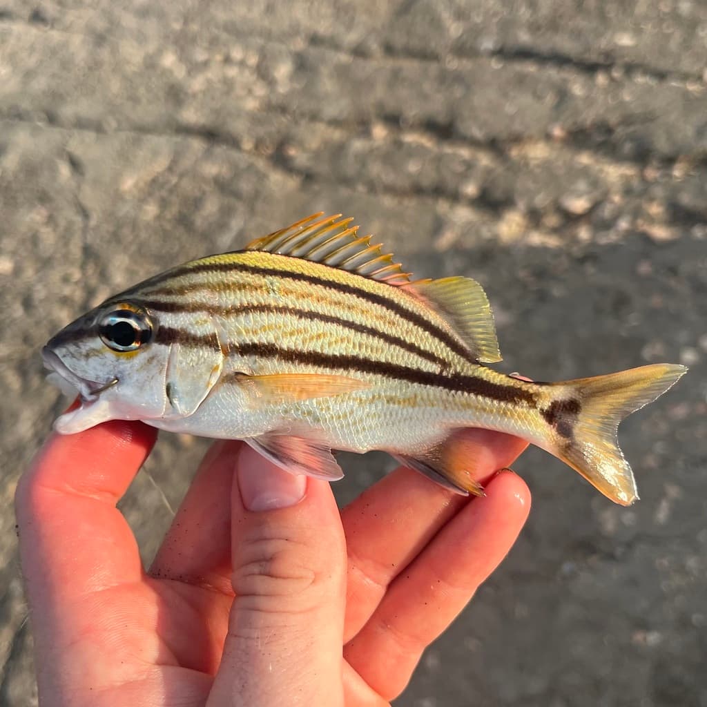 Spanish Grunt in a marine aquarium